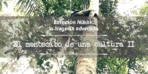Lee más sobre el artículo Extinción Nükak: La tragedia advertida/ El menoscabo de una cultura II | Verdad Abierta